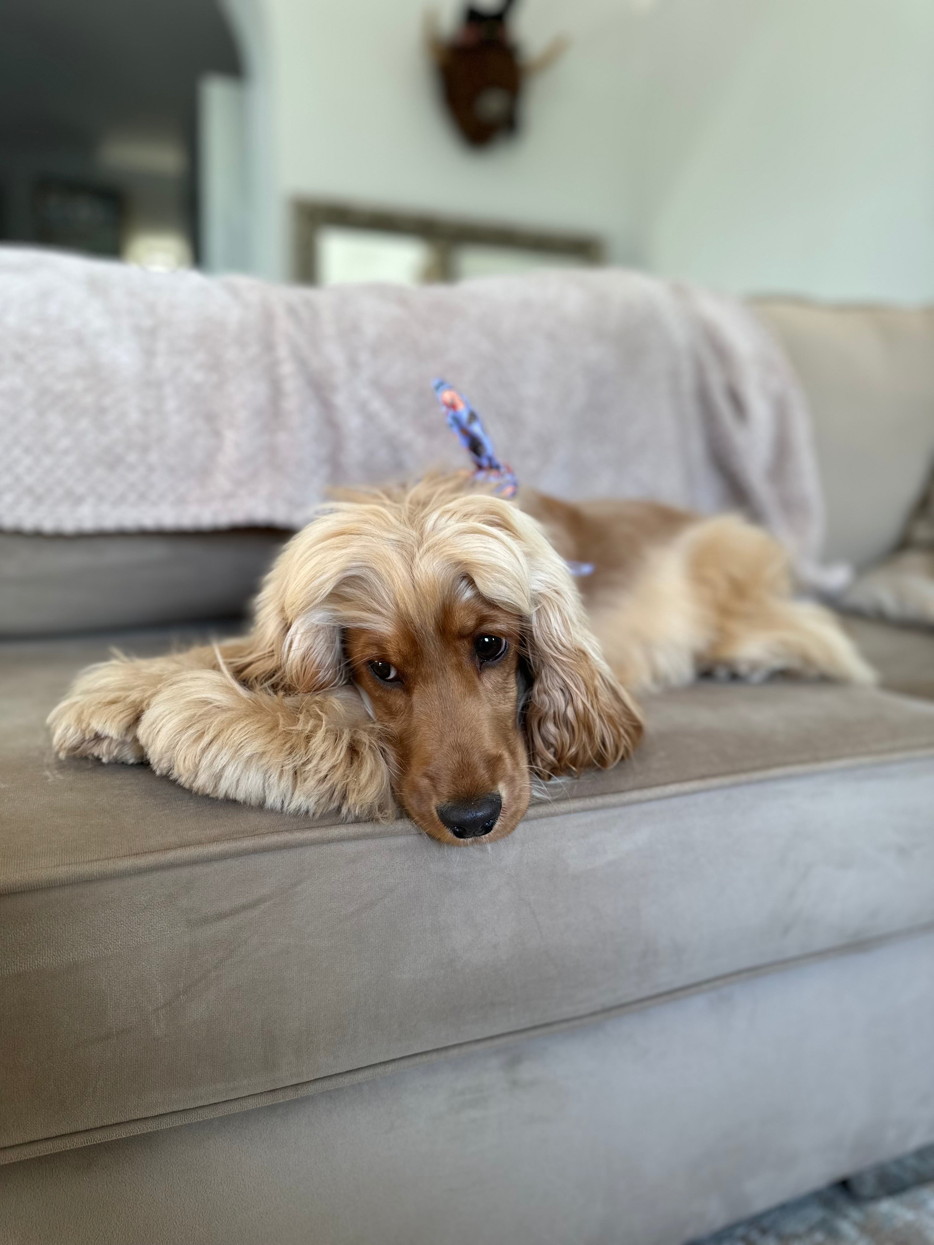 Calming Pet Products