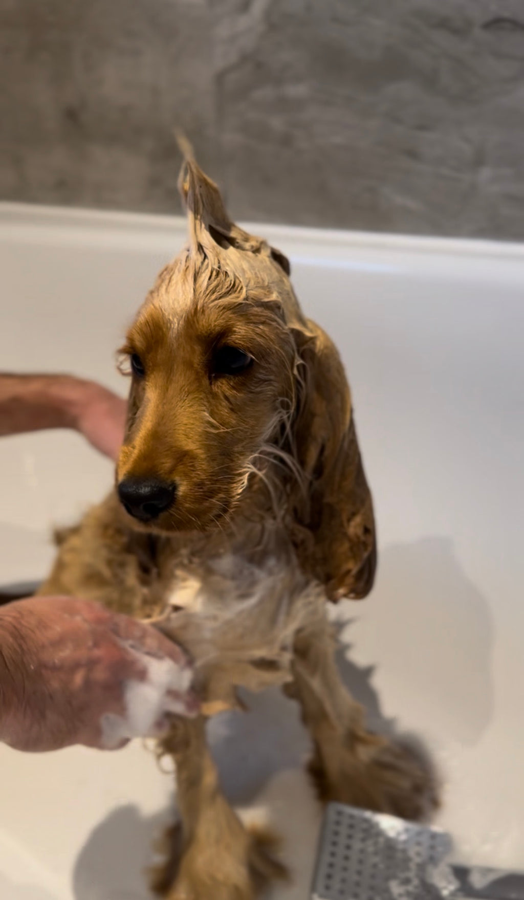 Calming Dog Shampoo Bar – Stress Relief for Sensitive Dogs